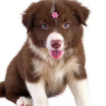 Filhote Border Collie marrom e branco