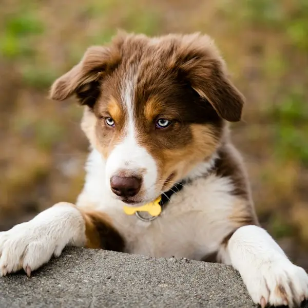 Filhote de Border Collie red