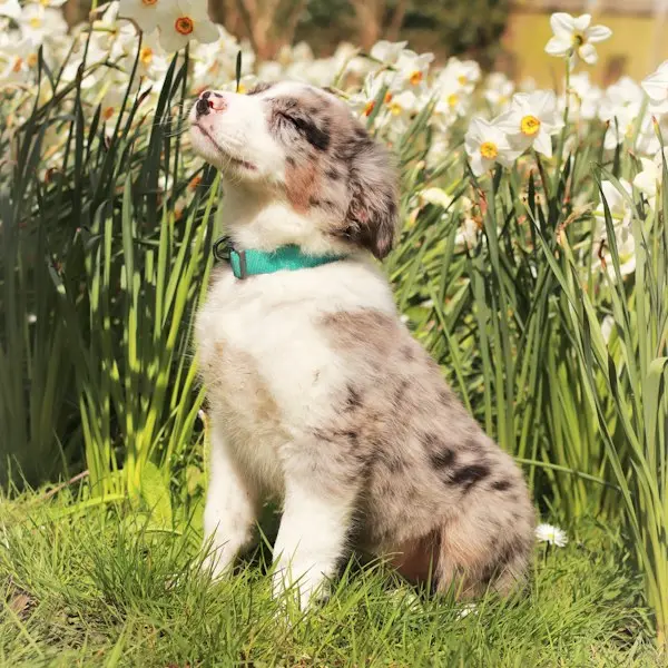 Filhote de Border Collie merle