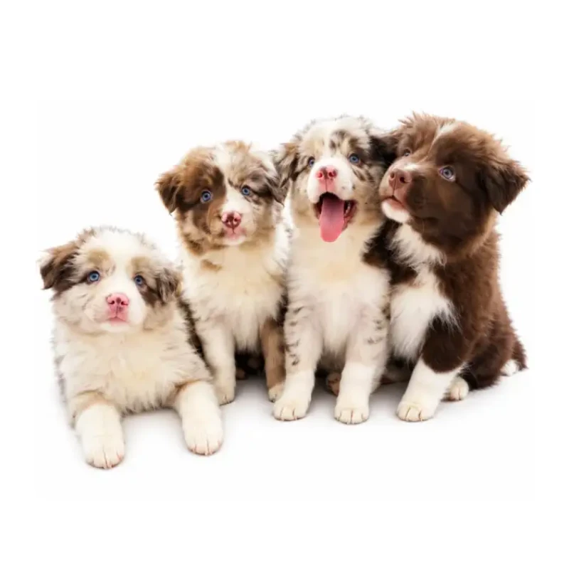 Quatro filhotes de Border Collie