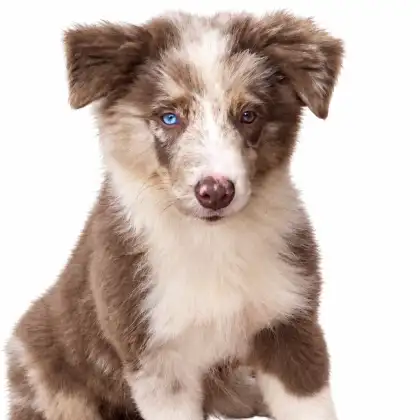 Filhote de Border Collie do canil Chico Sá Brito