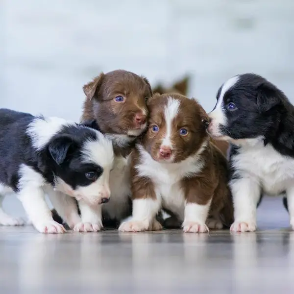 Ninhada de filhotes de Border Collie